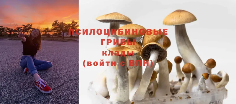 Галлюциногенные грибы Magic Shrooms  где купить наркоту  Грайворон 